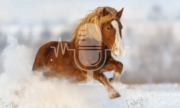 Sanoanimal Podcast #4 Alte Pferde gut über den Winter bringen