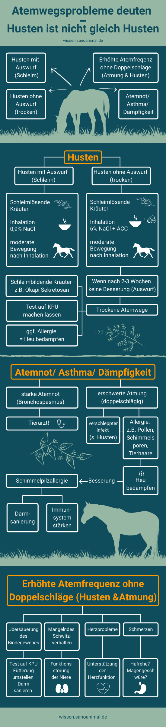 Atemwegsprobleme deuten - Husten ist nicht gleich Husten. Husten. Atemnot / Asthma/ Dämpfigkeit. Erhöhte Atemfrequenz ohne Doppelschläge