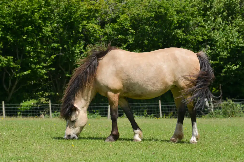 Dikke pony in de wei