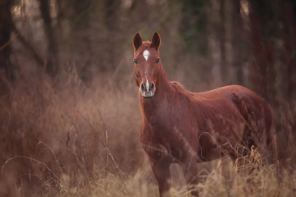 Fuchsfarbenes Pferd