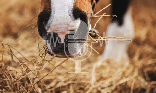 Sanoanimal Podcast #9 Was tun bei schimmligem Heu?