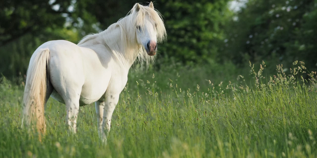 Mein Pferd ist zu dick und darf nicht auf die Weide