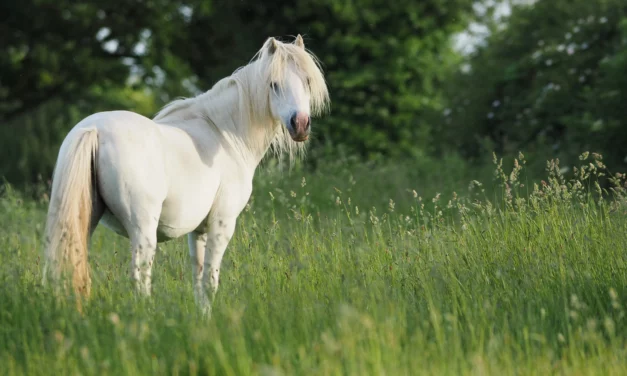Mein Pferd ist zu dick und darf nicht auf die Weide