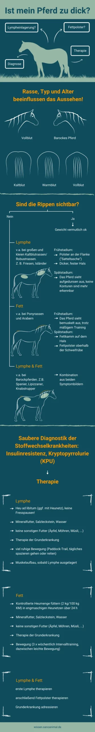 Ist mein Pferd zu dick?