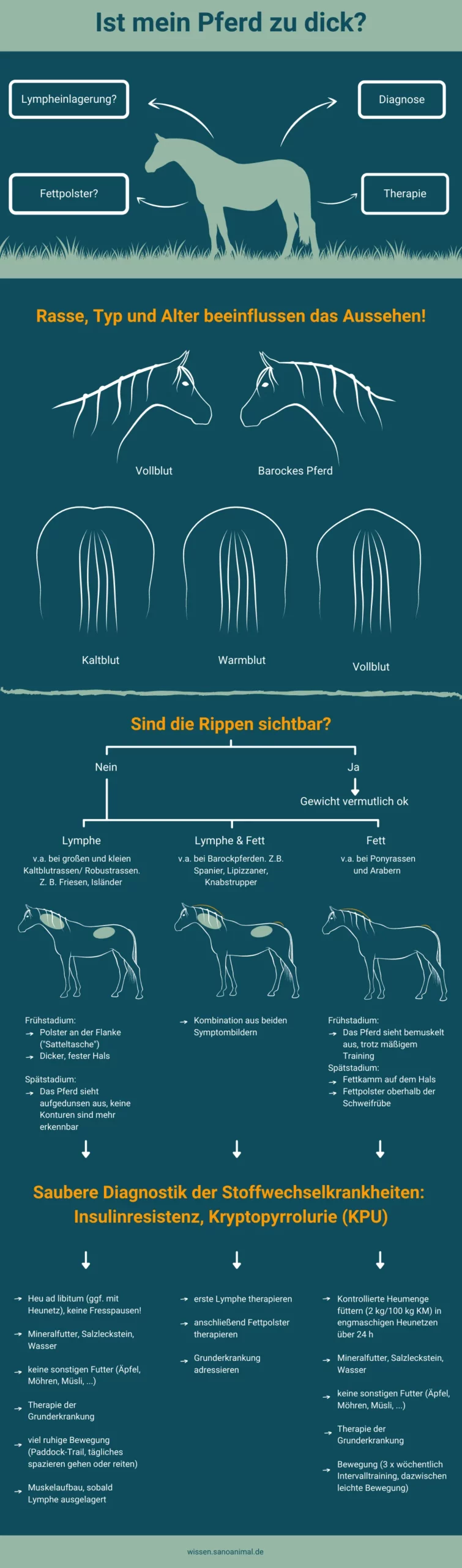 Ist mein Pferd zu dick?