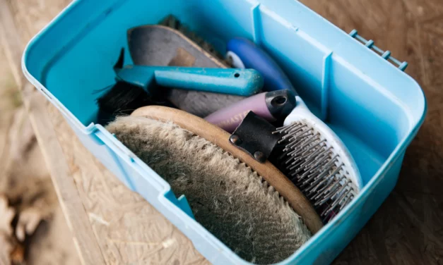 Pferde putzen ist mehr als Sauberkeit