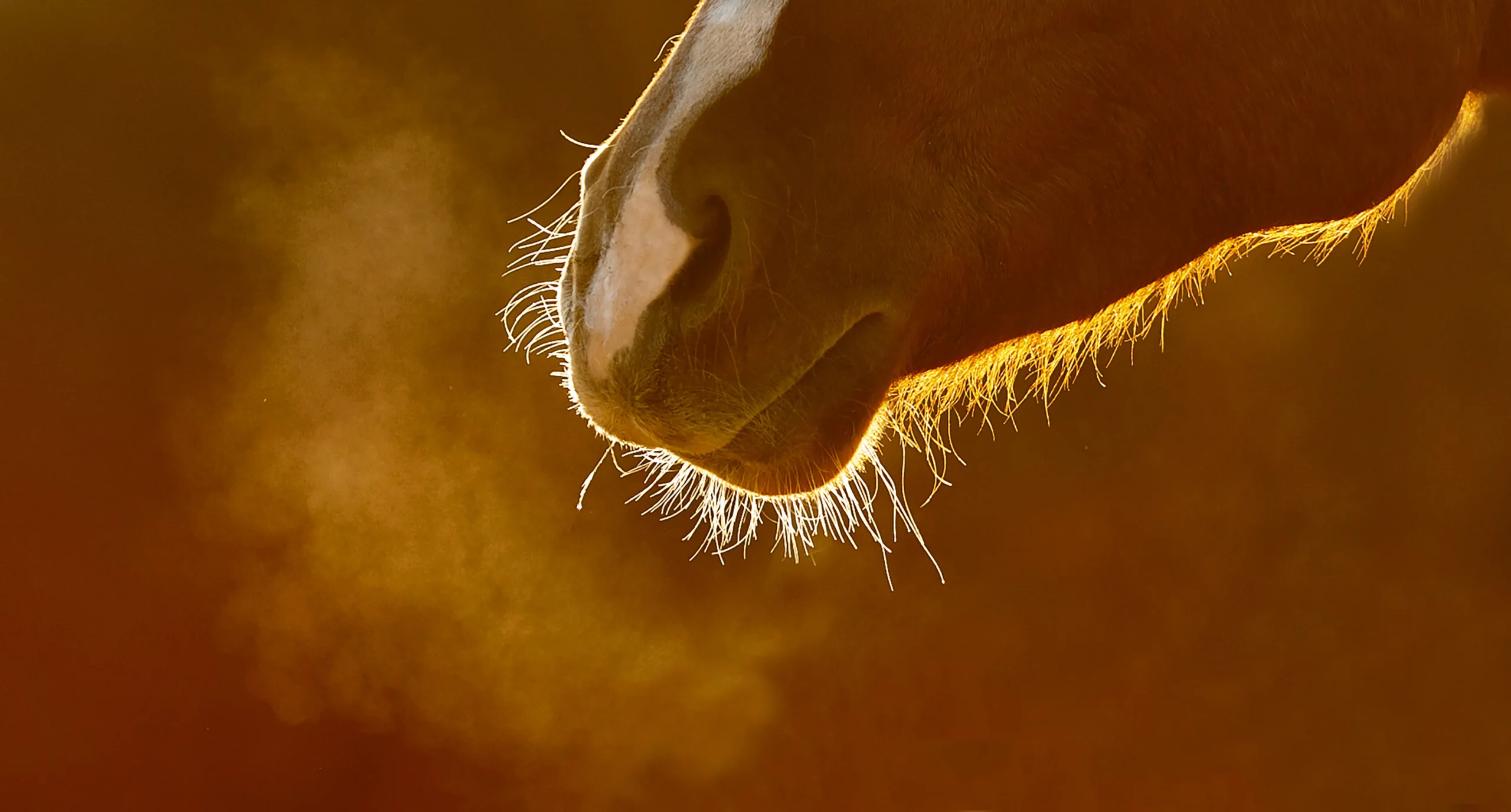 Atemluft Pferd