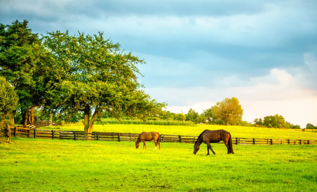 Zwei Pferde auf der grünen Weide