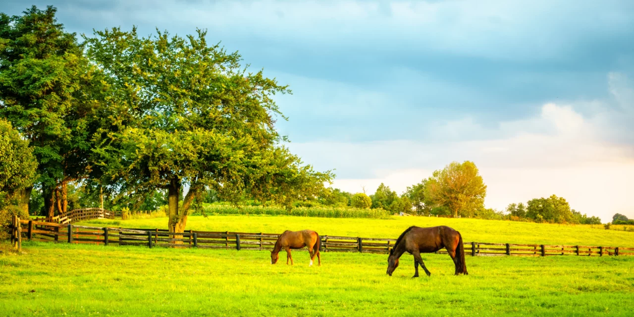 Factsheet: Sanoanimal Detox Kur