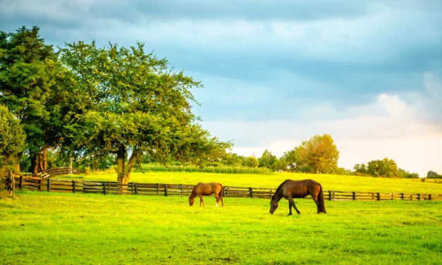 Factsheet: Sanoanimal Detox Kur