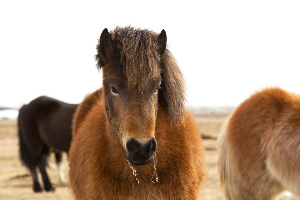 Braunes Islandpony; KPU (Kryptopyrrolurie)