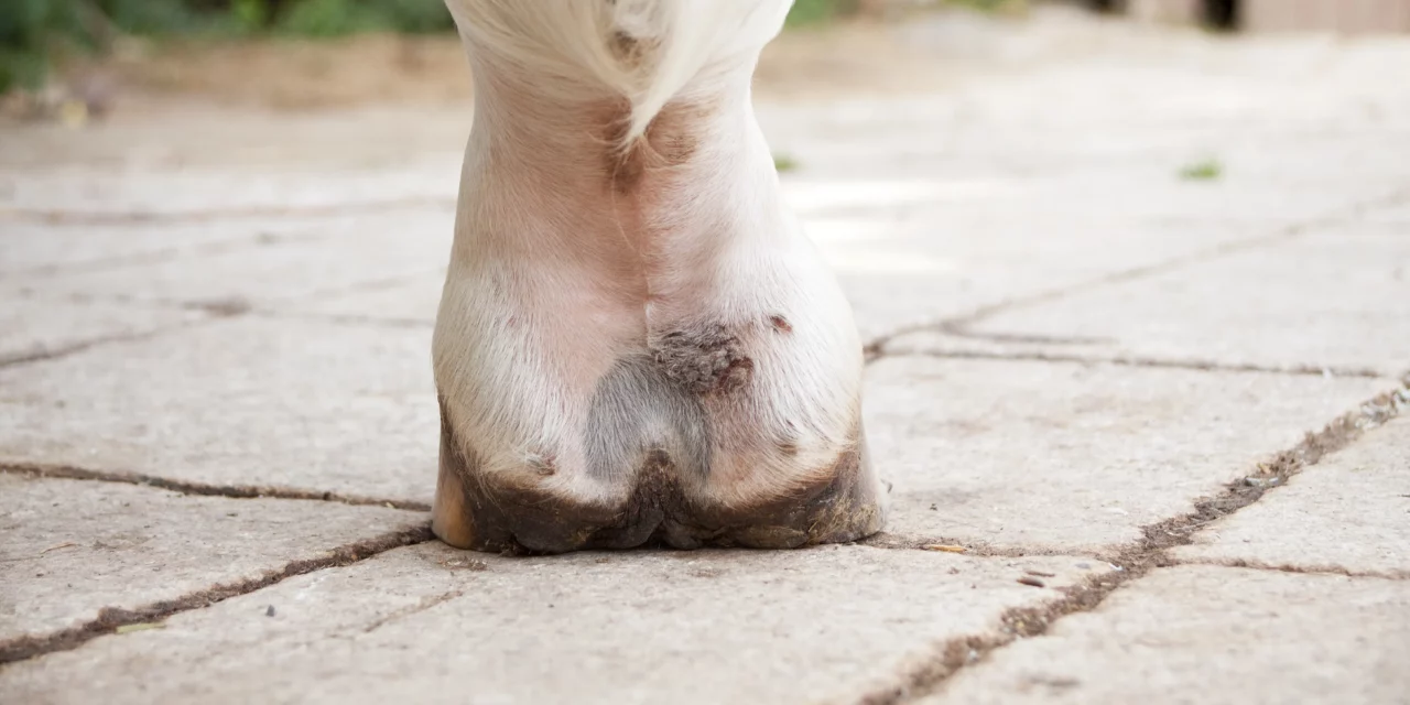 Factsheet: Mauke, Raspe