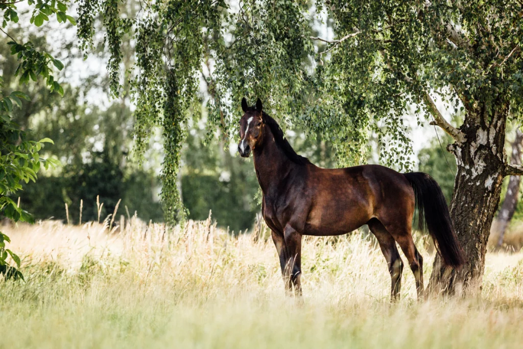 Schwarzes Pferd auf der Weide; Kotwasser