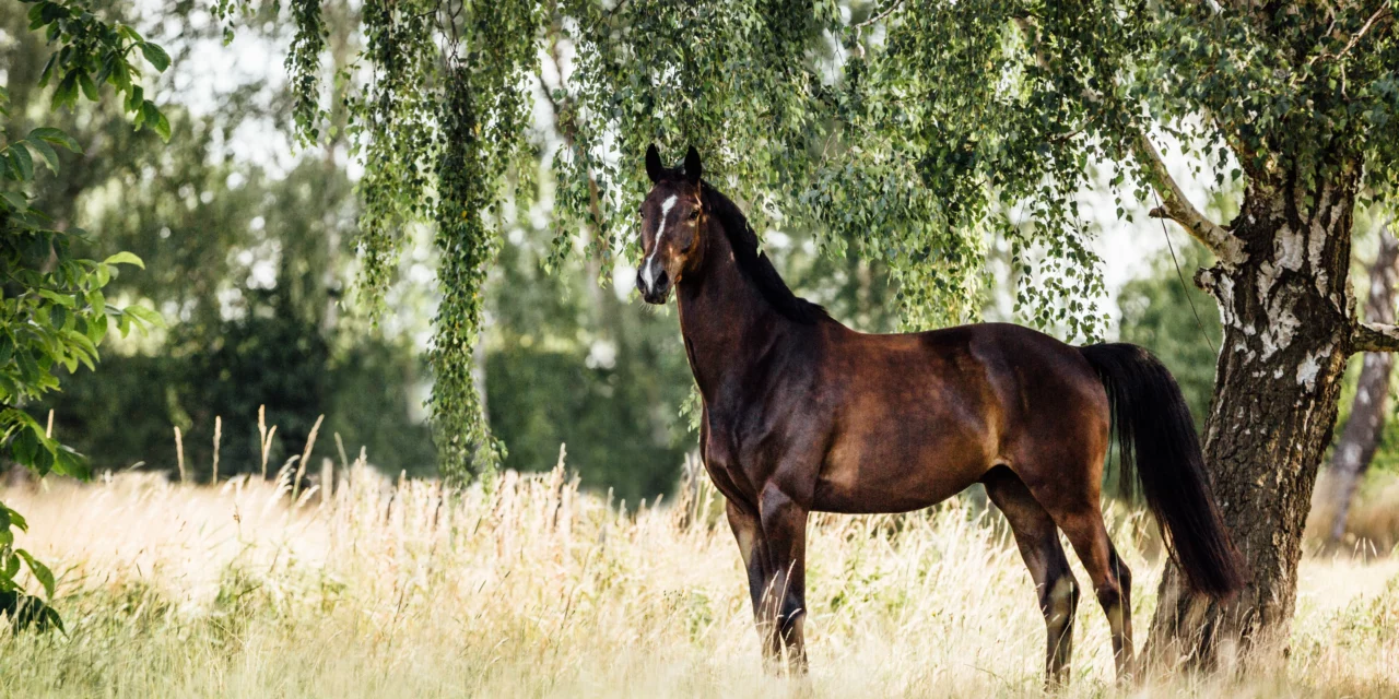 Factsheet: Kotwasser