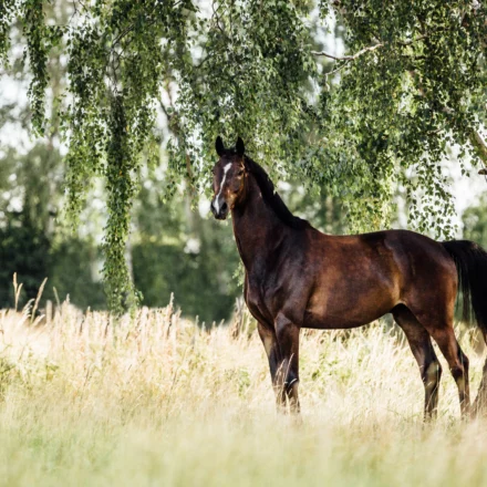 Schwarzes Pferd auf der Weide; Kotwasser
