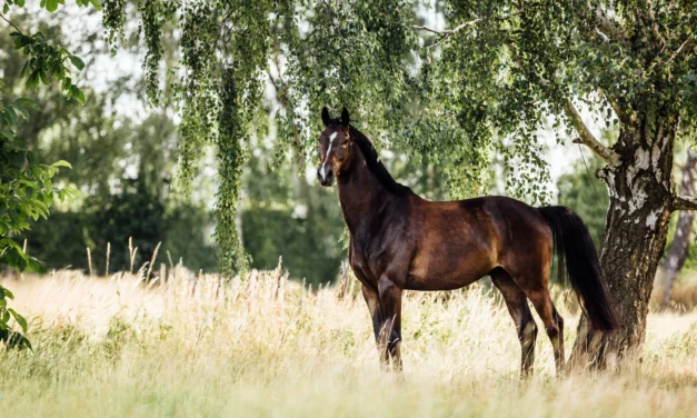 Factsheet: Kotwasser