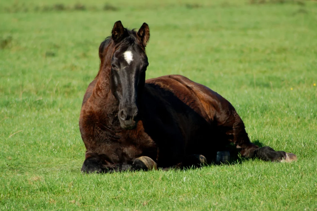 Schwarzes Pferd liegt auf einer Wiese