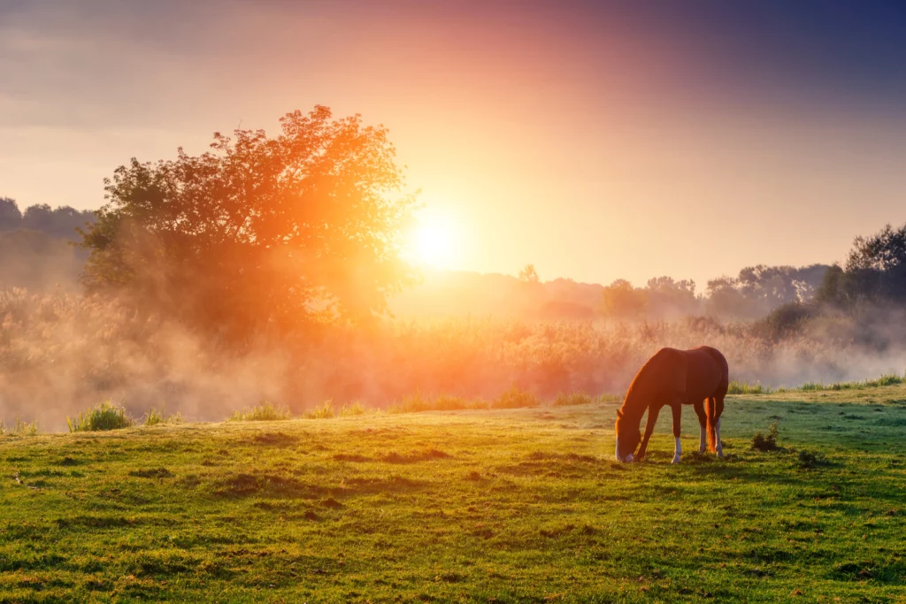 Grasendes Pferd auf der Herbstweide im Sonnenaufgang