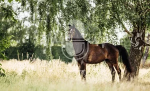 Pferd auf der Weide