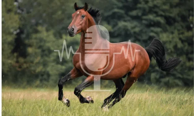 Sanoanimal Podcast #20: Entgiften, Entschlacken, Ausleiten – braucht mein Pferd das?