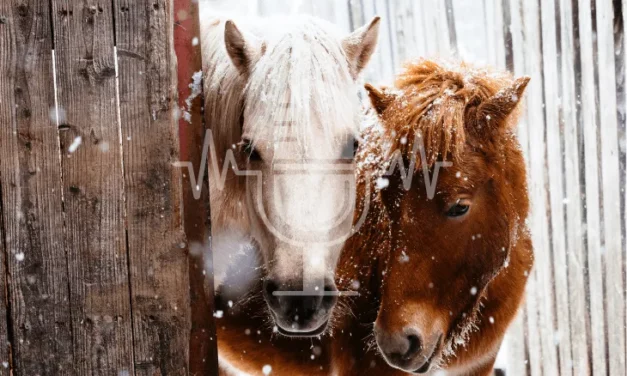 Sanoanimal Podcast #21: Scheren, Eindecken oder Winterplüsch?