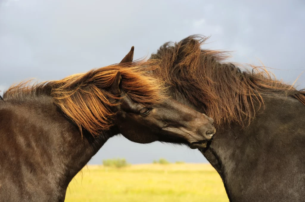 Zwei schwarze Islandponys betreiben Fellpflege