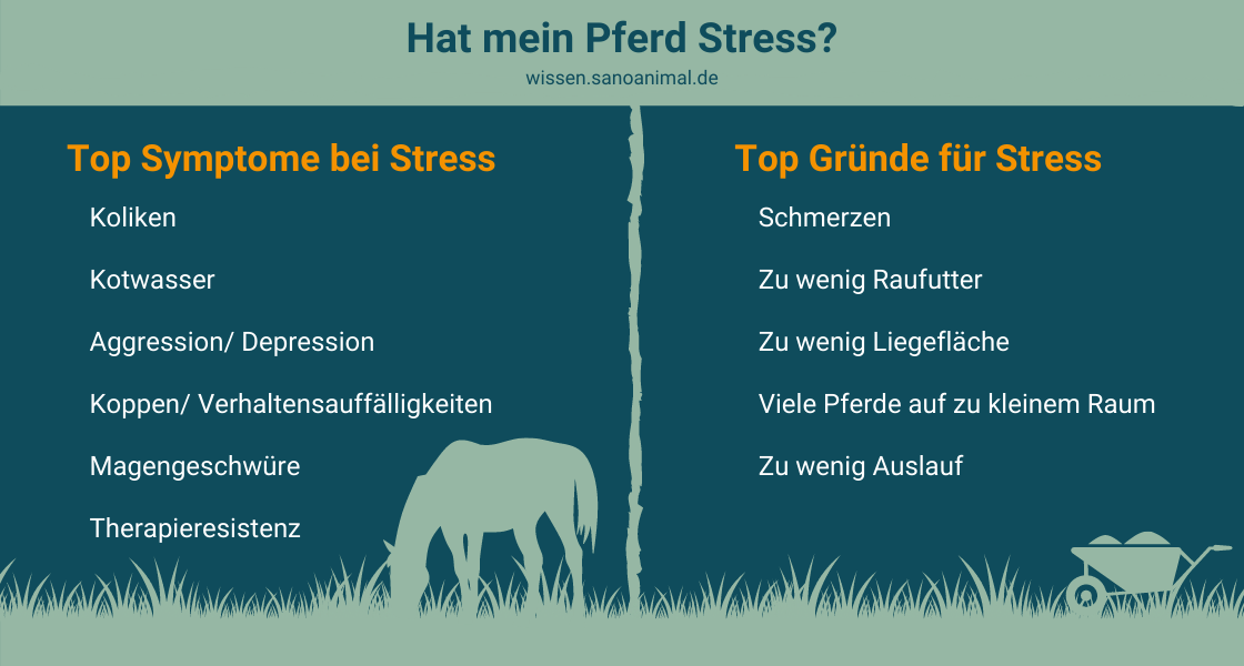 Hat mein Pferd Stress? Top Symptome bei Stress. Top Gründe für Stress