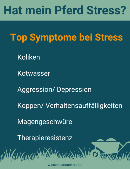 Hat mein Pferd Stress? Top Gründe für Stress