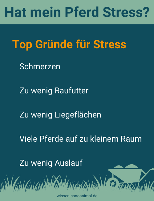 Hat mein Pferd Stress? Top Gründe für Stress