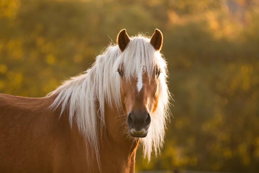 Haflinger im Gegenlicht
