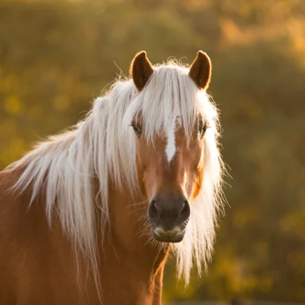 Haflinger im Gegenlicht