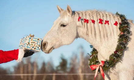 5 Dinge die Pferde sich zu Weihnachten wünschen würden