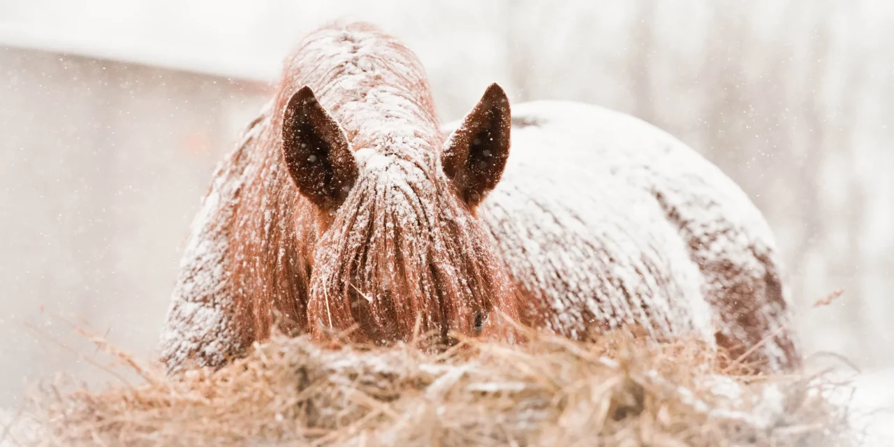 Top 5 Fütterungsfehler im Winter
