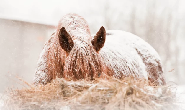 Top 5 Fütterungsfehler im Winter