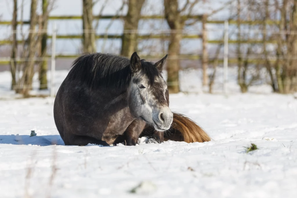 Graues Pony liegt im Schnee auf der Wiese