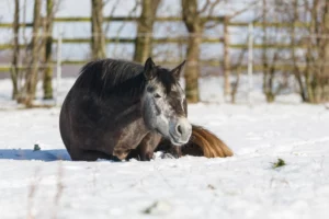 Graues Pony liegt im Schnee auf der Wiese