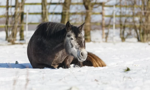 Verstopfungskolik – ein Winterproblem