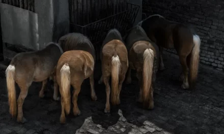 Wenn der Schweif gefriert: Kotwasser