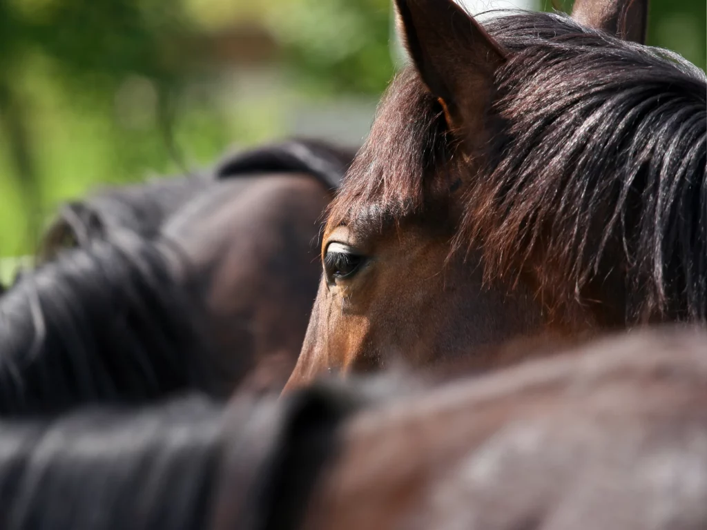 Dunkelbraune Pferde ruhen gemeinsam; internistische Probleme