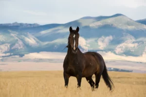 Mustang in der Steppe