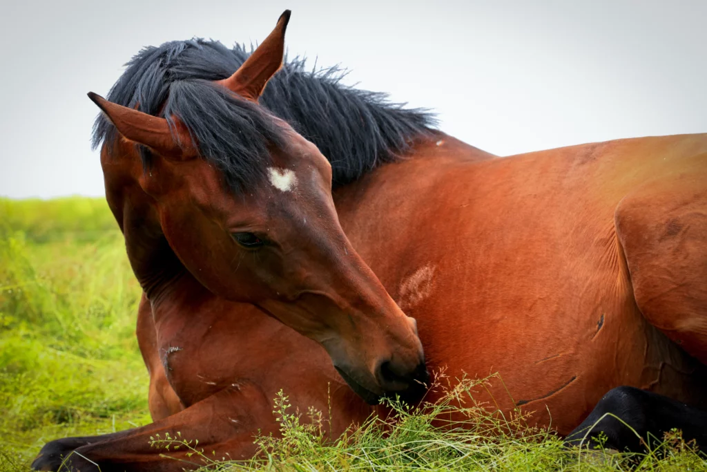 liegendes Pferd
