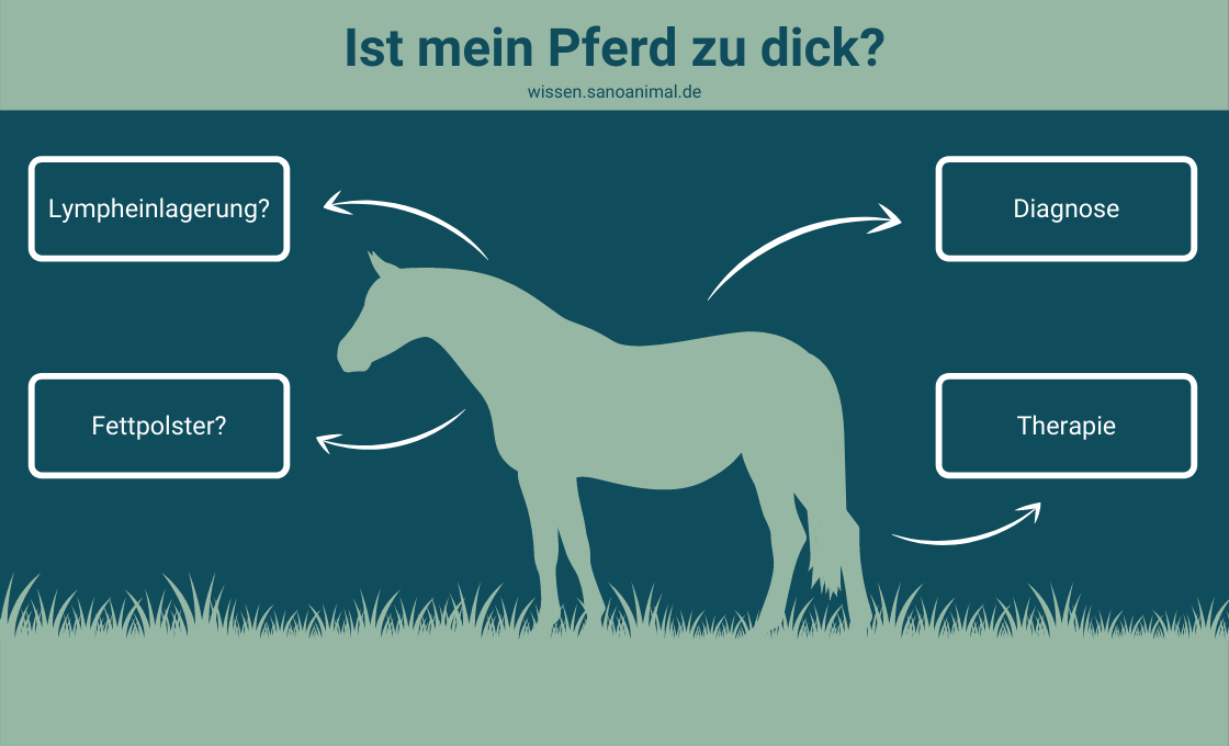 Ist mein Pferd zu dick?