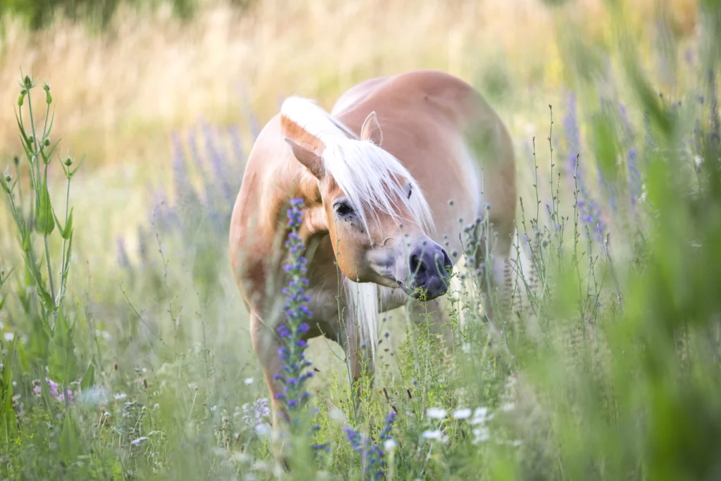 Pferd auf der Wiese