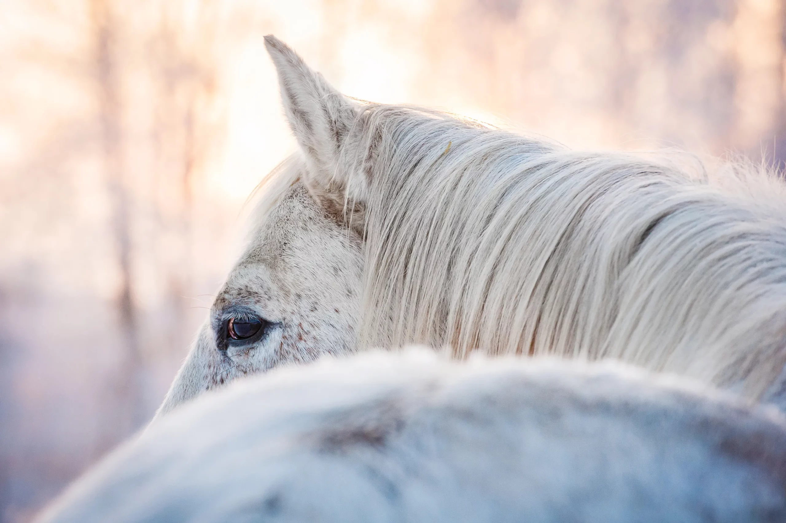 Schimmel im Schnee