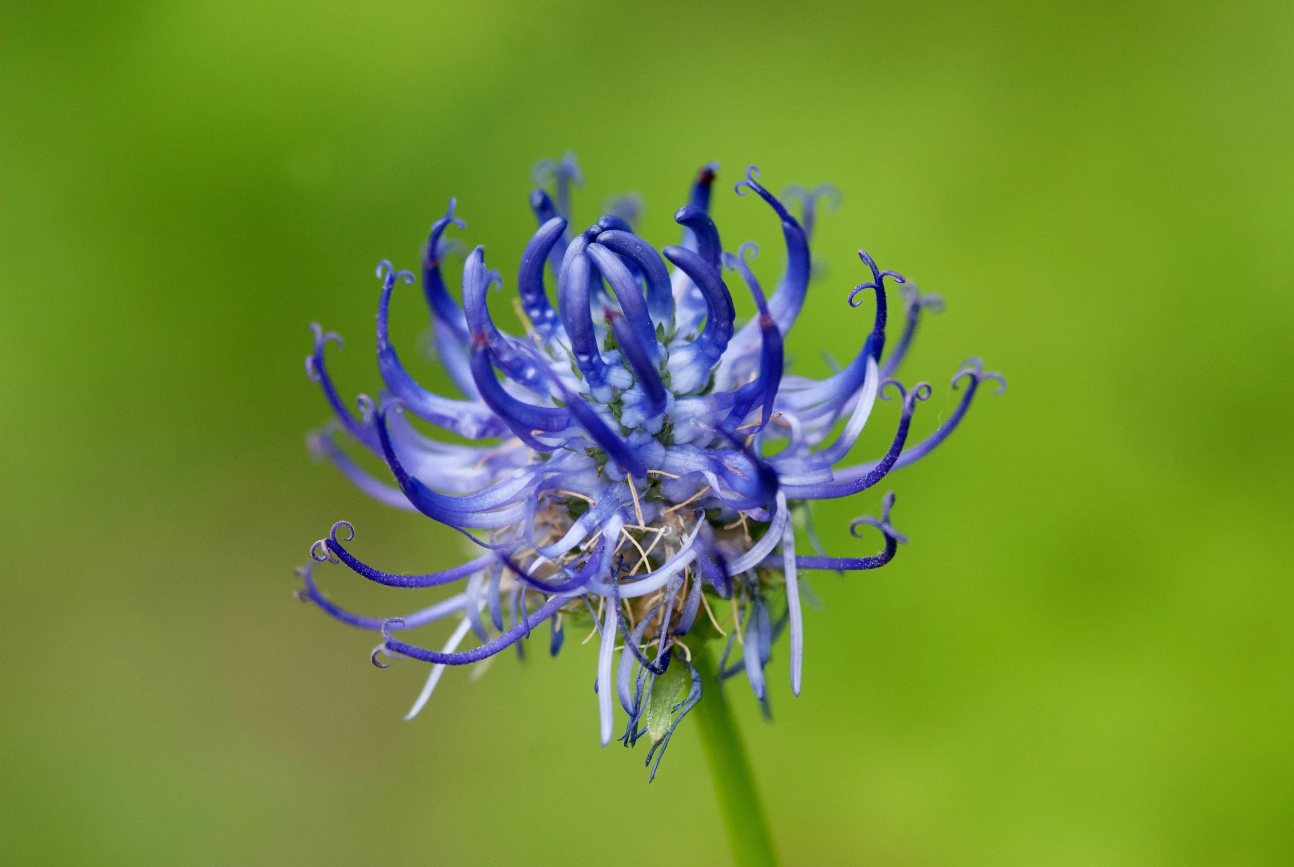 Blüte einer Teufelskralle