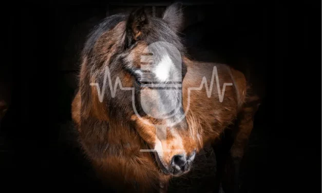 Sanoanimal Podcast #26: ACTH & Cushing – wie ist der Zusammenhang?