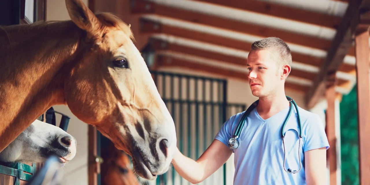 Wie gefährlich ist Herpes (EHV) für mein Pferd?