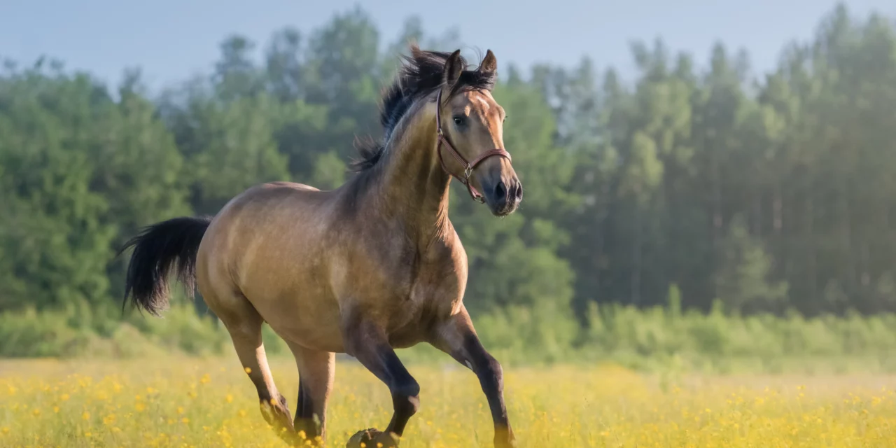 Myopathien beim Pferd