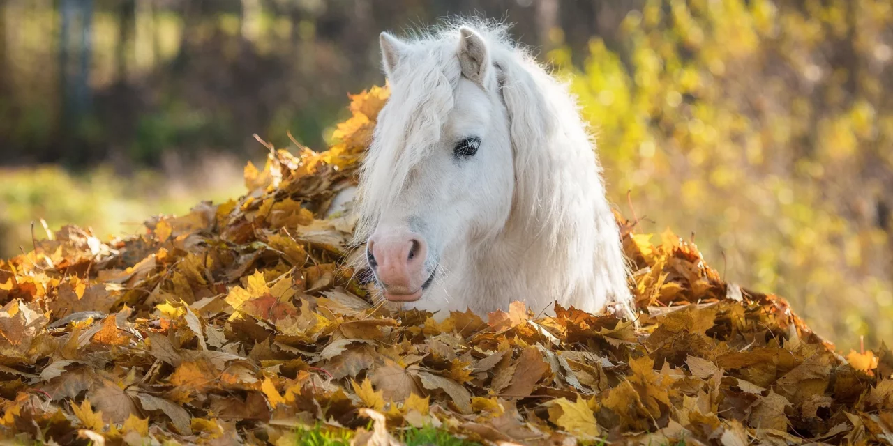 Herbstlaub auf Weiden und Auslauf – sicher für Pferde?