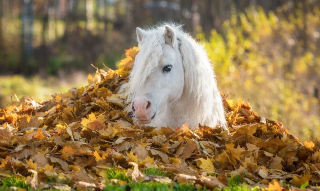 Herbstlaub auf Weiden und Auslauf – sicher für Pferde?